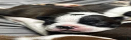 Boston Terrier dogs for sale: Boston Terrier Puppy 1 - Ad 2
