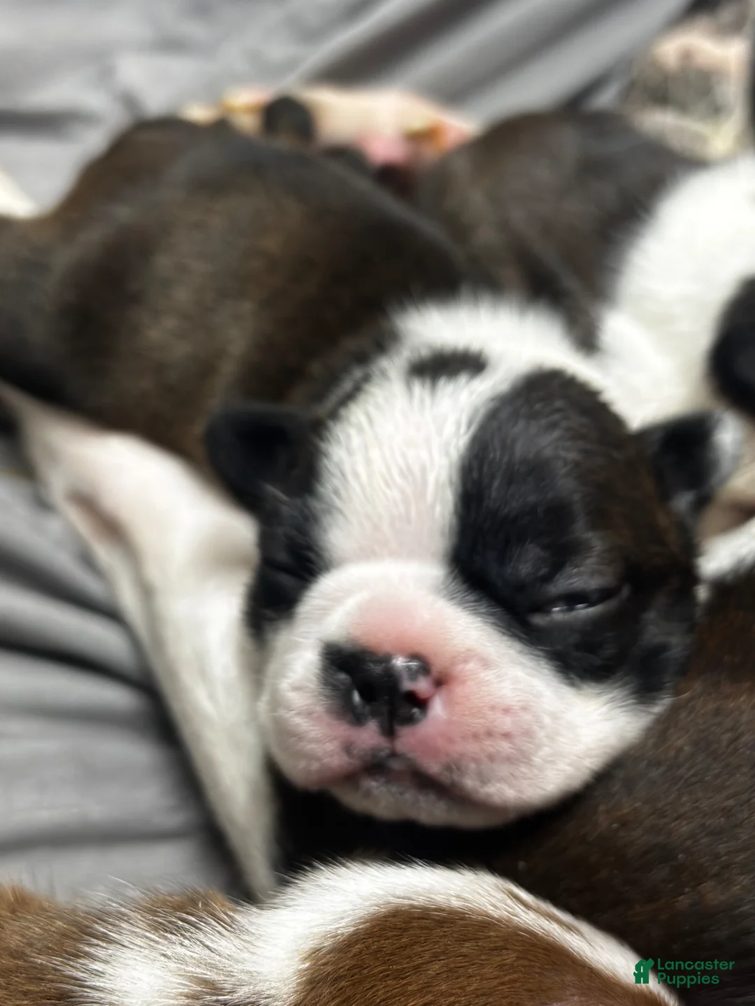 Boston Terrier dogs for sale: Boston Terrier Puppy 1 - Ad 2