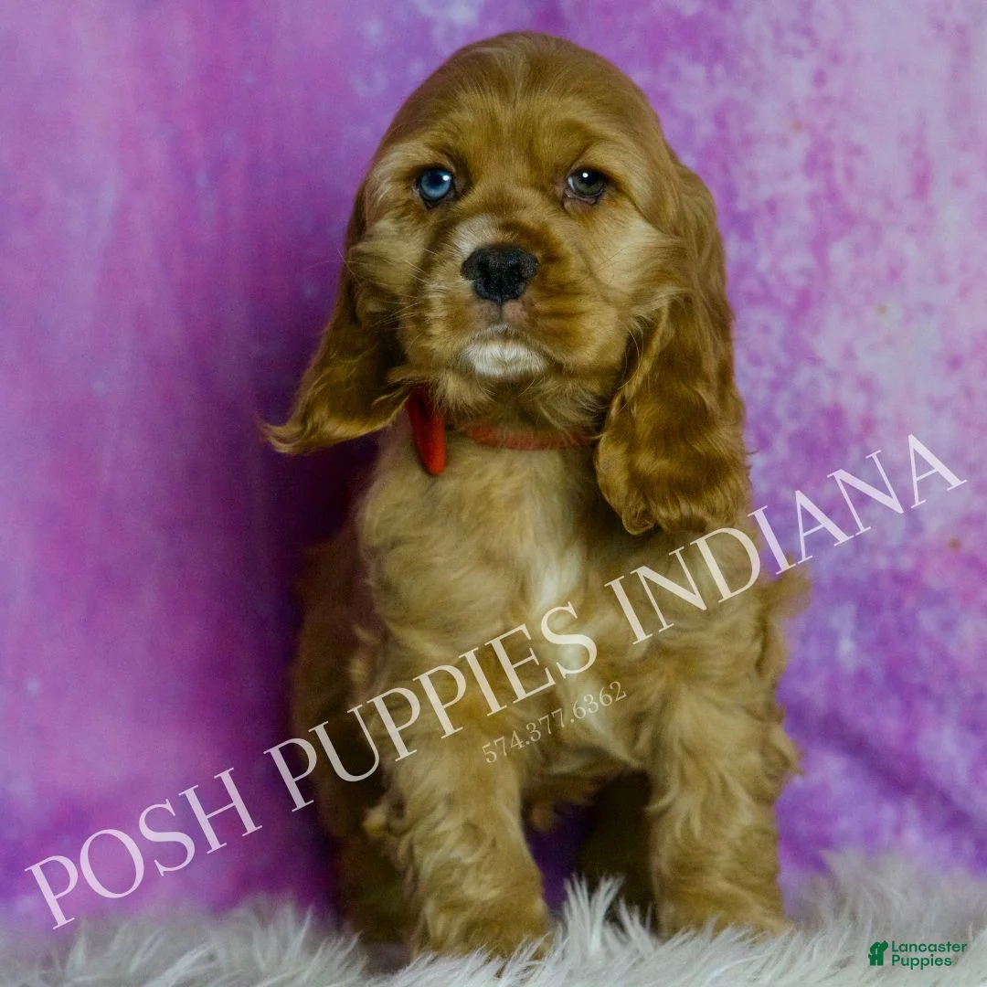 Cocker Spaniel dogs for sale: Bowie - Ad 4