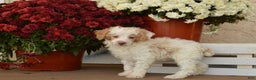 Toy Poodle dogs for sale: Flash - Ad 2