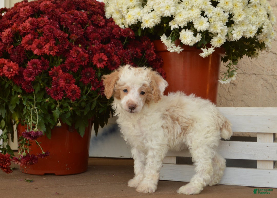 Toy Poodle dogs for sale: Flash - Ad 2