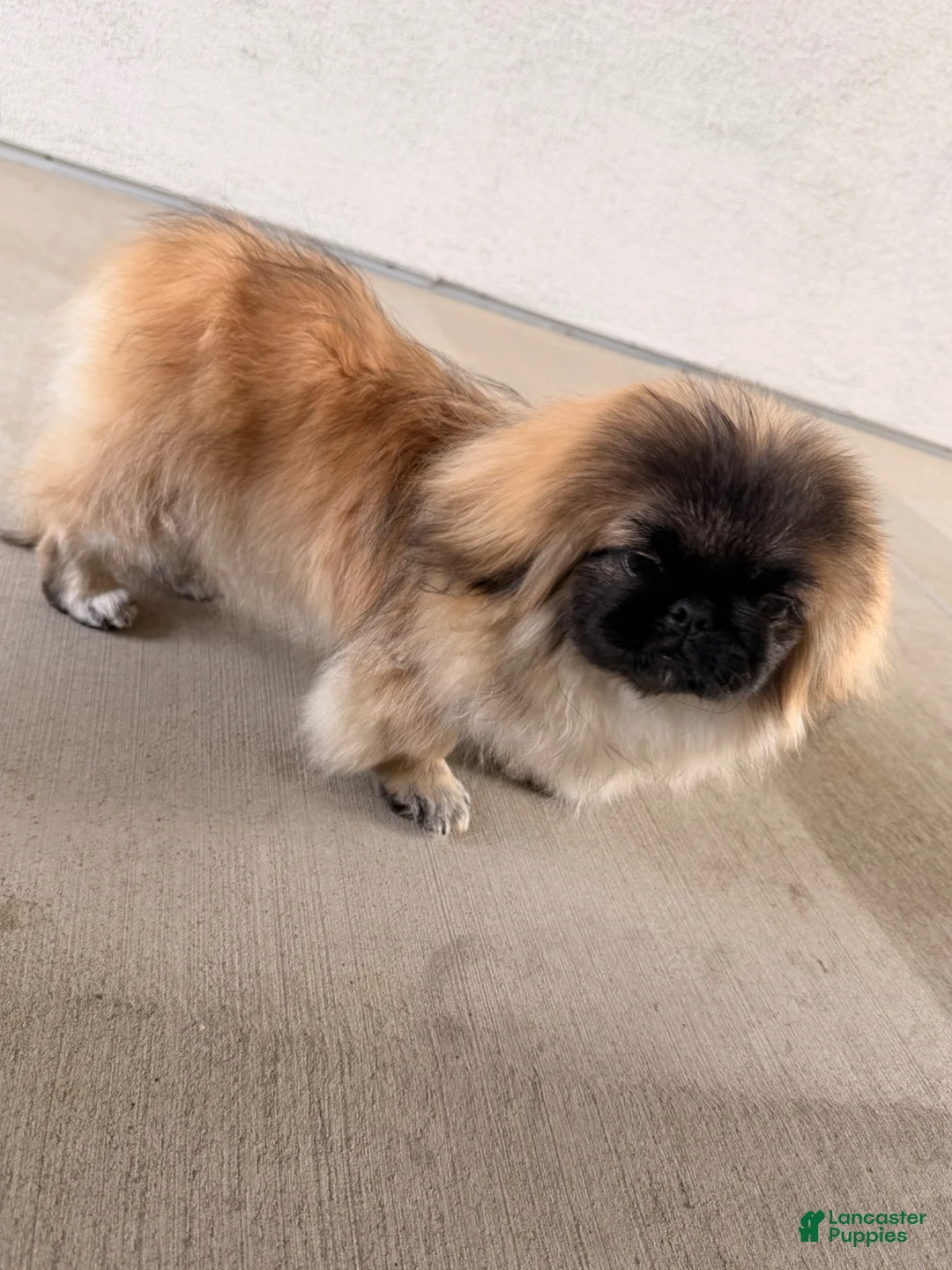 Pekingese dogs for sale: Pekingese Puppy 1 - Ad 2