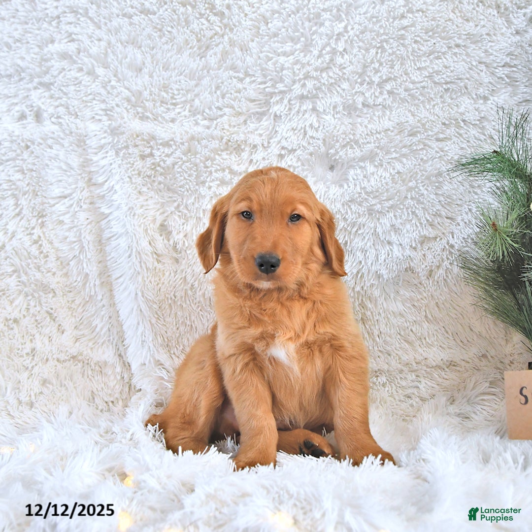 Golden Retriever dogs for sale: Snuggles   - Ad 1