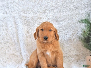 Golden Retriever dogs Snuggles - Ad 20