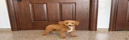 Havapoo dogs for sale: Havapoo Puppy 1 - Ad 10