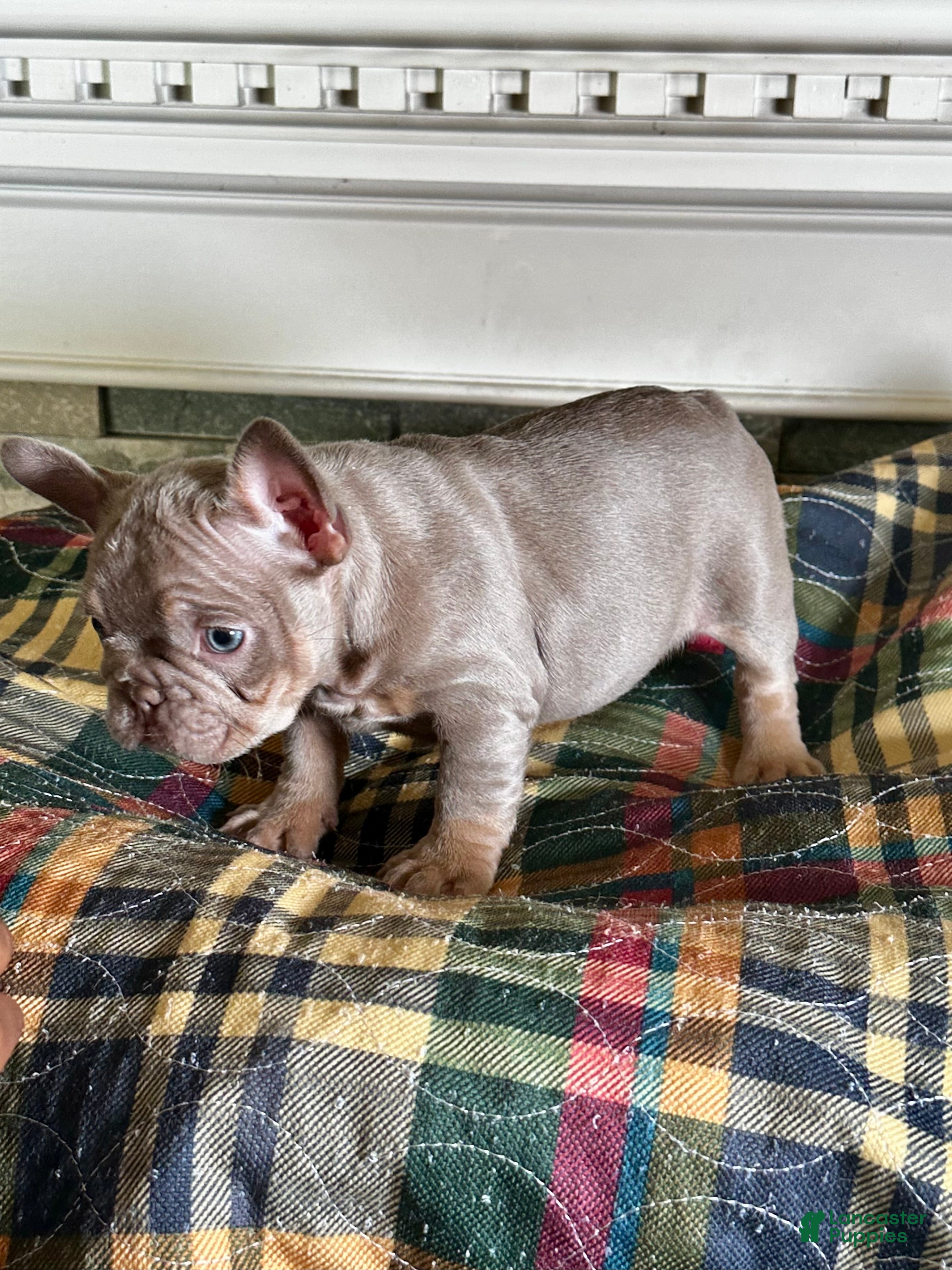 French Bulldog dogs French Bulldog 2 - Ad 2