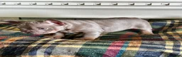 French Bulldog dogs for sale: French Bulldog 2 - Ad 2