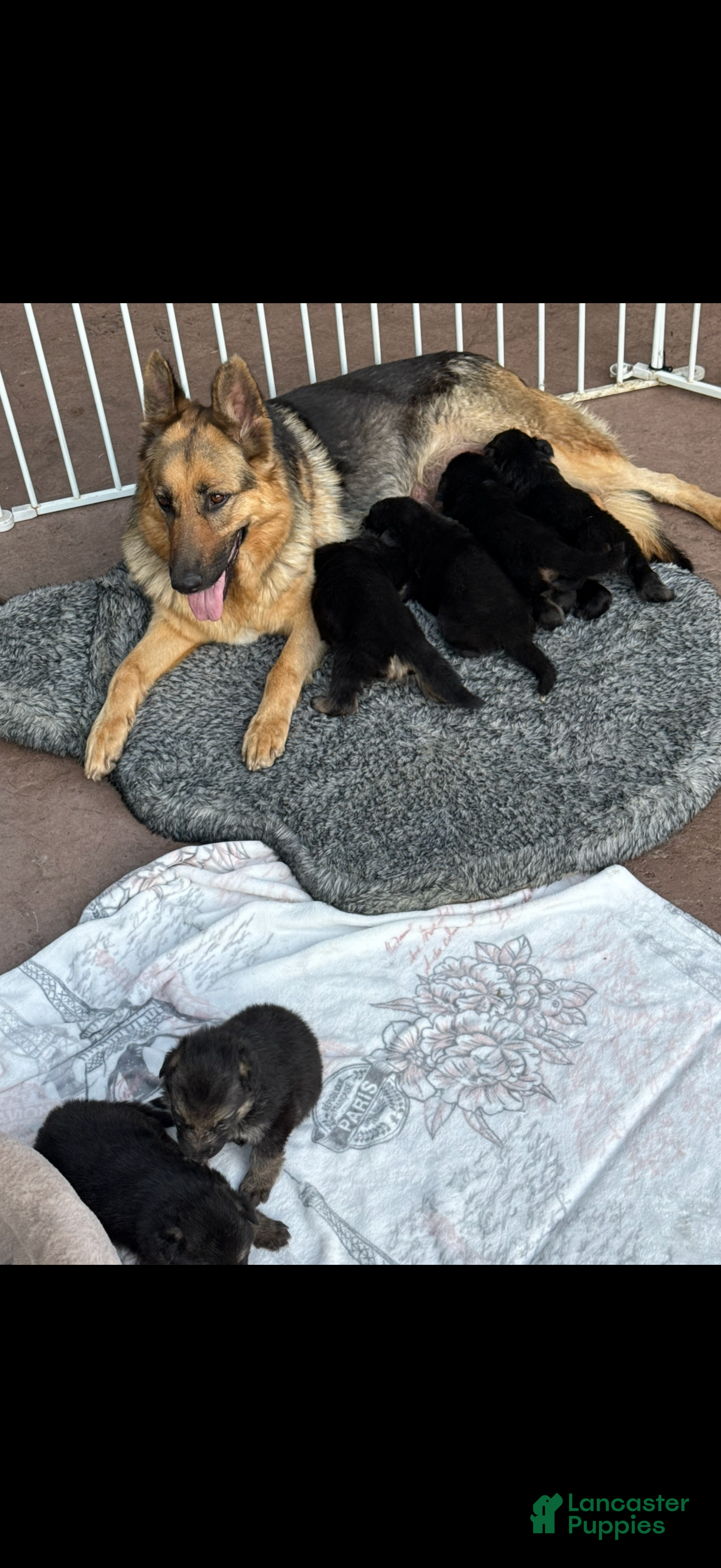 German Shepherd dogs German Shepherd 7 - Ad 1