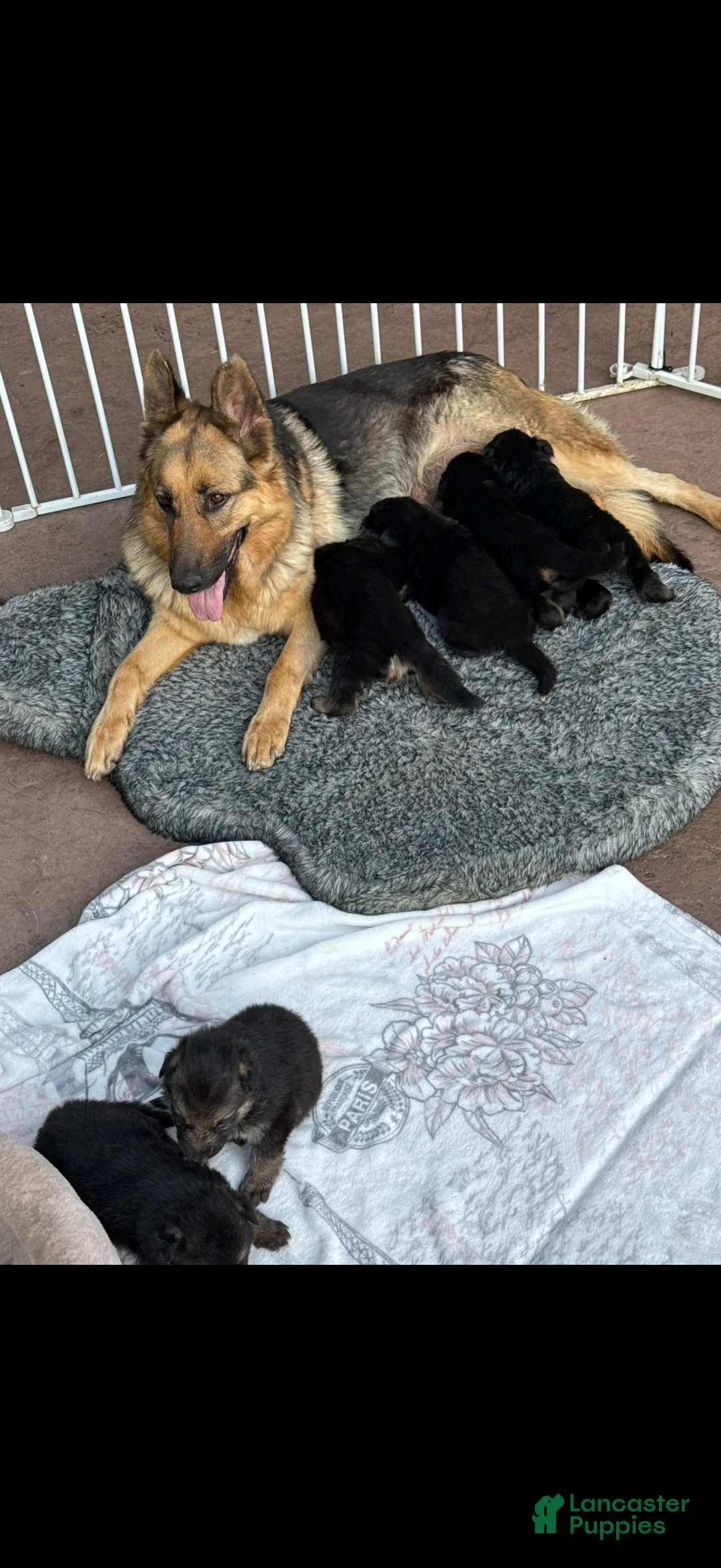German Shepherd dogs for sale: German Shepherd 7 - Ad 1