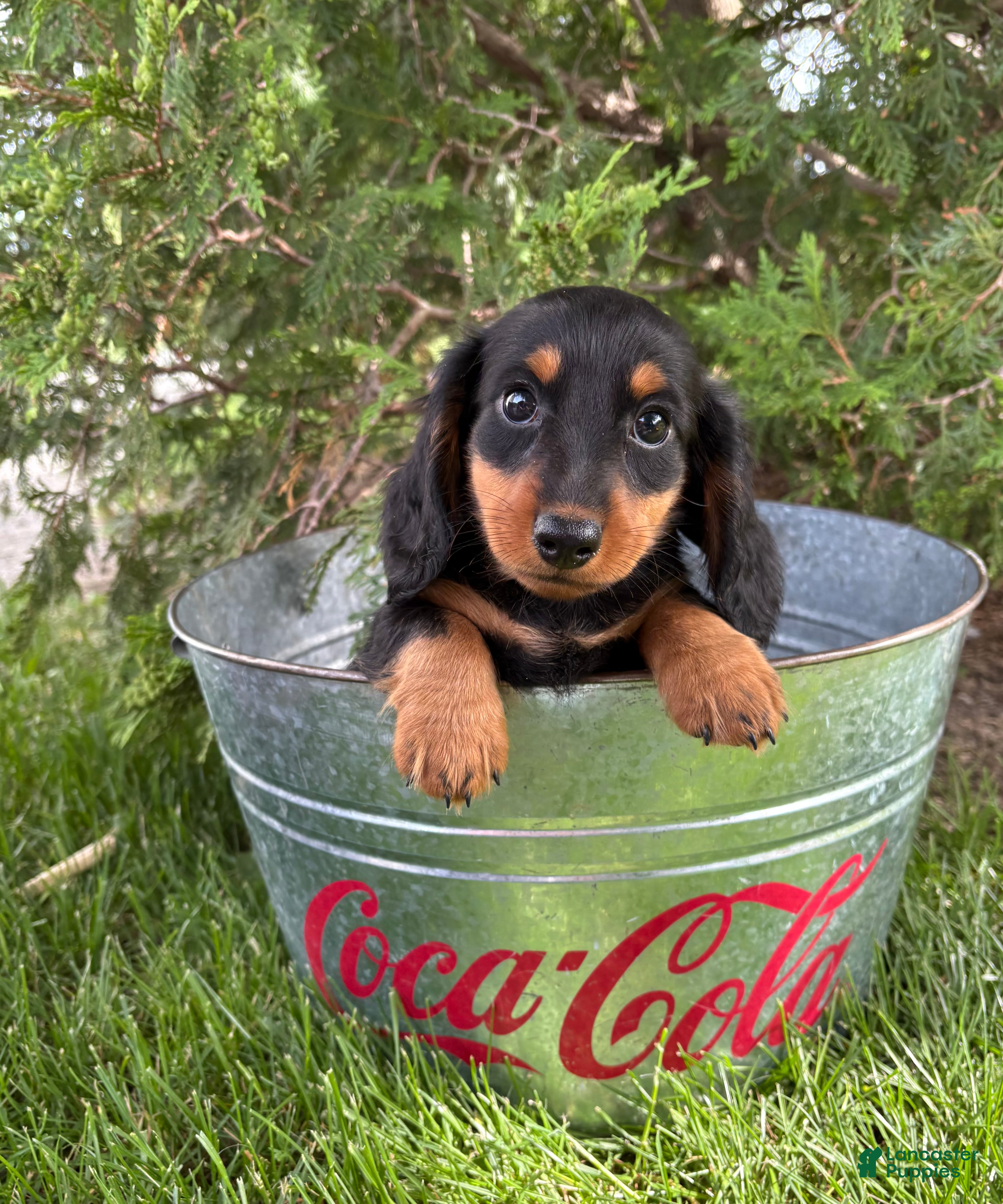 Dachshund dogs Milo - Ad 2