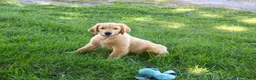 Golden Retriever dogs for sale: Georgie - Ad 3