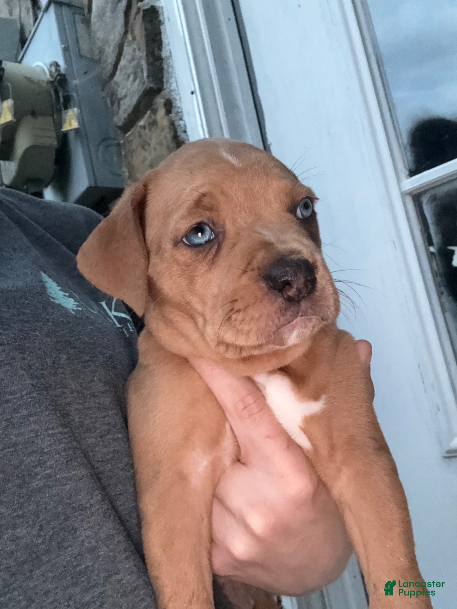Mixed Breed dogs Mixed Breed 1 - Ad 14