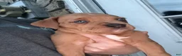 Mixed Breed dogs for sale: Mixed Breed 1 - Ad 1