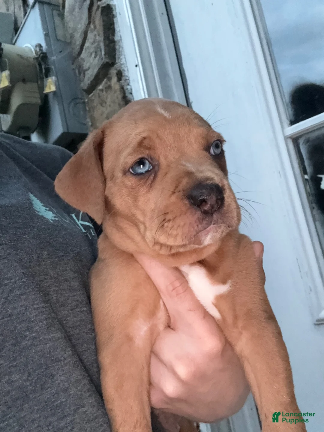 Mixed Breed dogs for sale: Mixed Breed 1 - Ad 1
