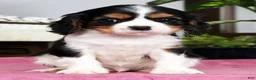 Cavalier King Charles Spaniel dogs for sale: Sparky - Ad 2