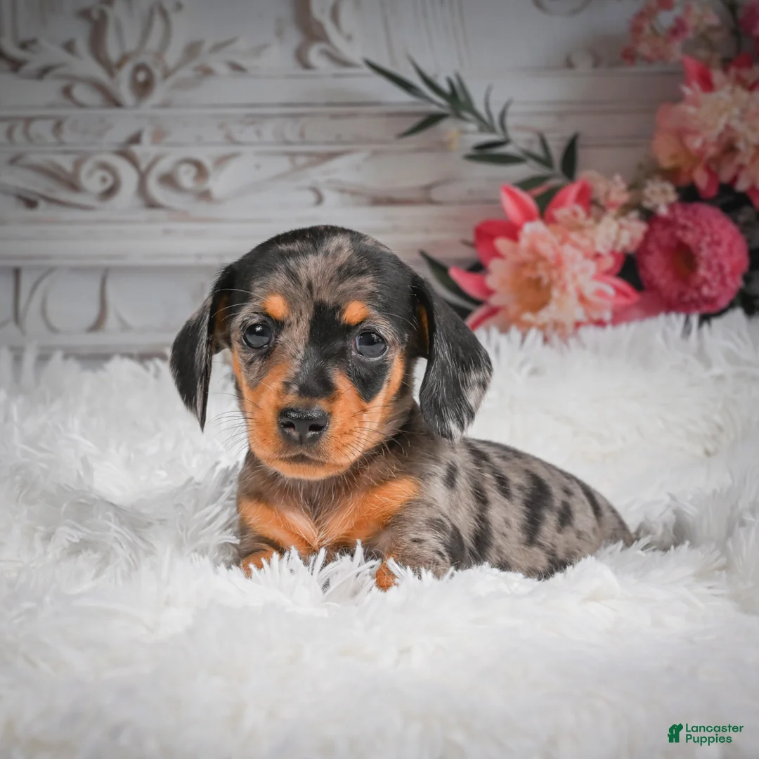 Miniature Dachshund dogs for sale: AKC-Haley - Ad 1