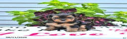 Yorkshire Terrier dogs for sale: Daisy - Ad 4