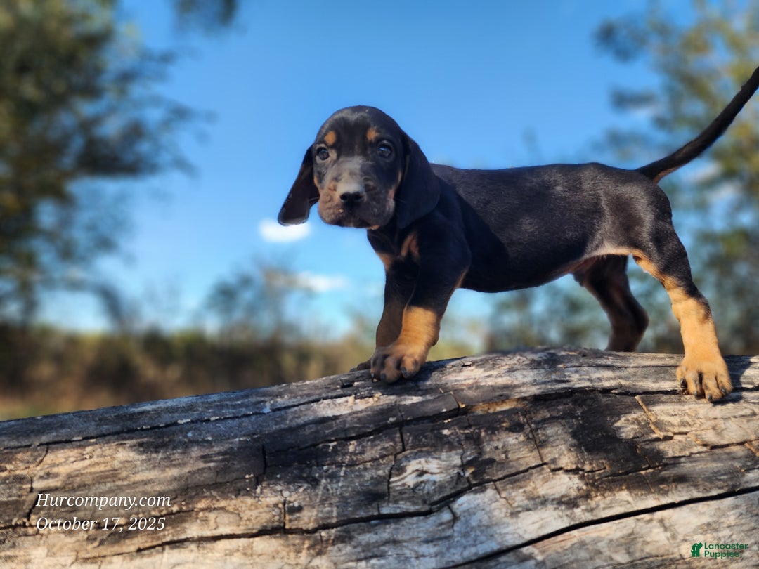 Mixed Breed dogs for sale: Fall 2025 Bloodahoula Male 4 - Ad 6