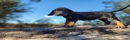 Mixed Breed dogs for sale: Fall 2025 Bloodahoula Male 4 - Ad 6