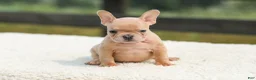 French Bulldog dogs for sale: Iron - Ad 5