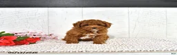 Miniature Poodle dogs for sale: Kaiden - Ad 8