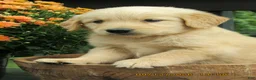 Golden Retriever dogs for sale: Golden Retriever 2 Moe - Ad 2