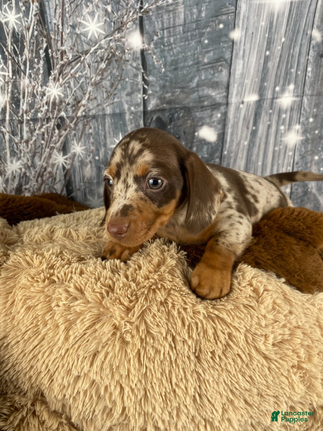 Miniature Dachshund dogs for sale: Luna - Ad 7
