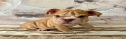 English Bulldog dogs for sale: Rudy - Ad 1