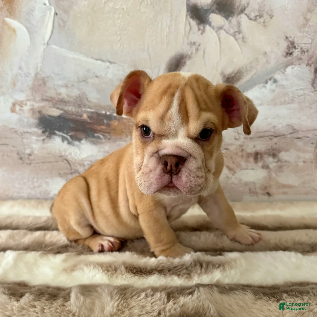 English Bulldog dogs for sale: Rudy - Ad 1