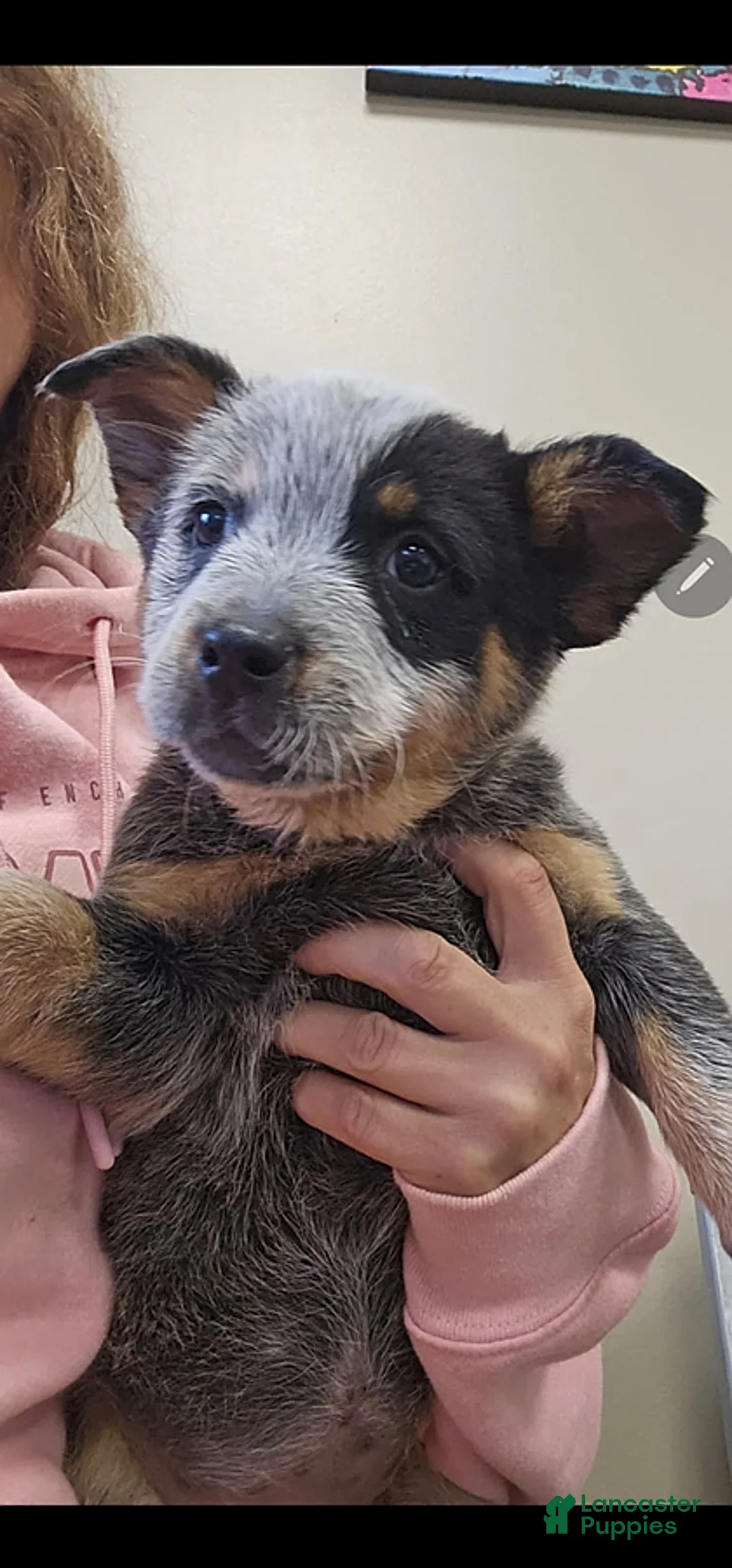 Australian Cattle Dog dogs for sale: Bailey - Ad 6