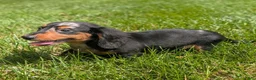 Miniature Dachshund dogs for sale: Miniature Dachshund 2 - Ad 6