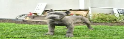 Cane Corso dogs for sale: Domino - Ad 4