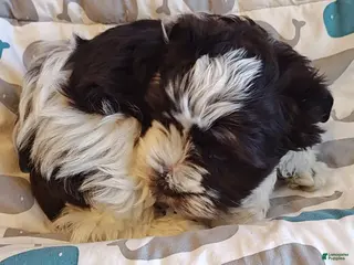 Miniature Schnauzer dogs Miniature Schnauzer Girl 2 - Ad 4