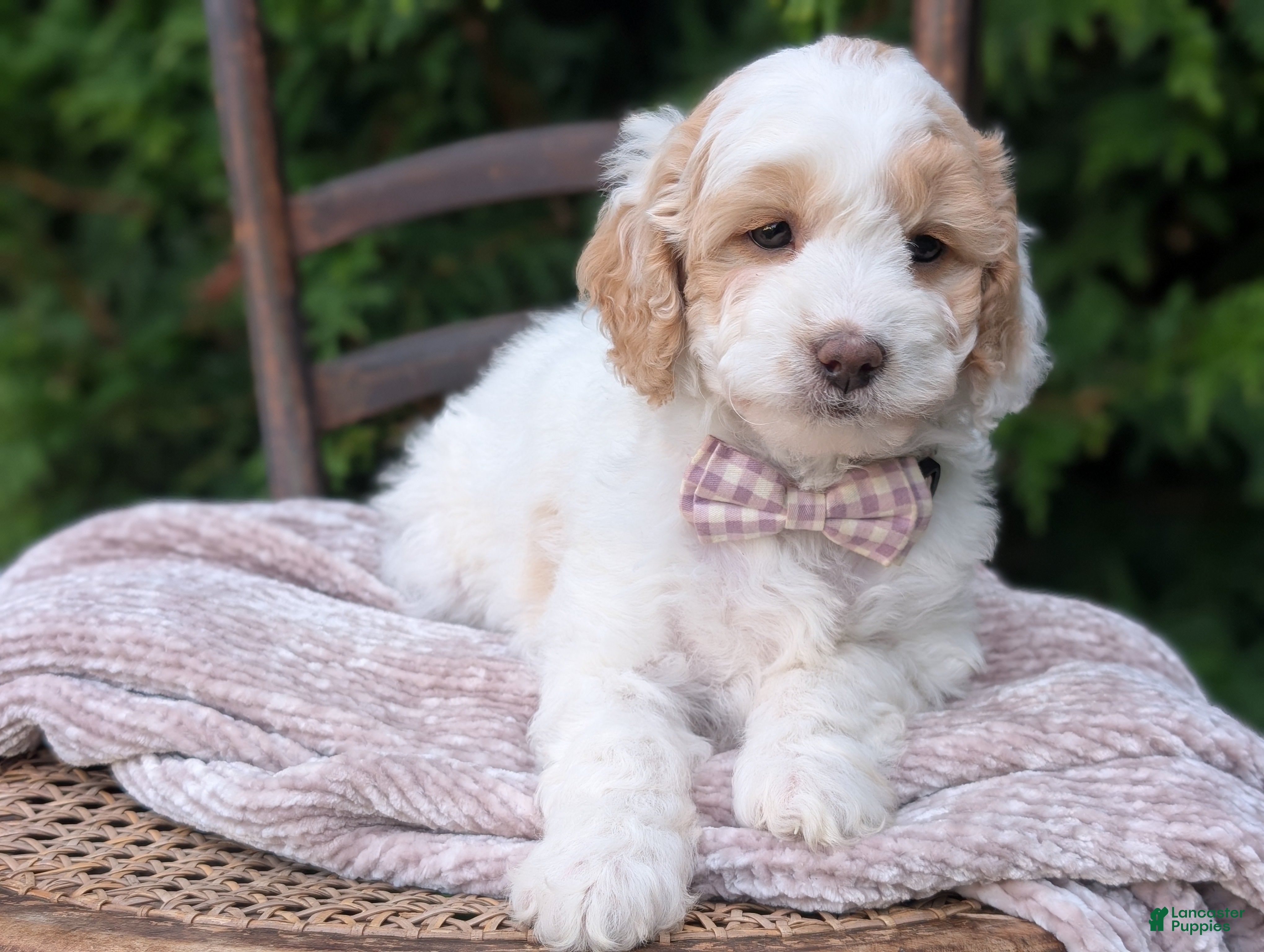 Mini Goldendoodle dogs Princess - Ad 2