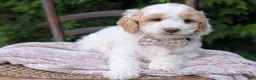 Mini Goldendoodle dogs for sale: Princess - Ad 5