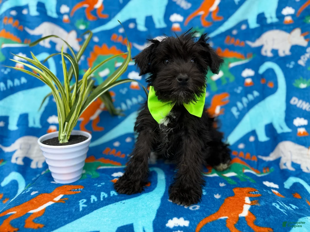 Miniature Schnauzer dogs for sale: Valentino - Ad 9