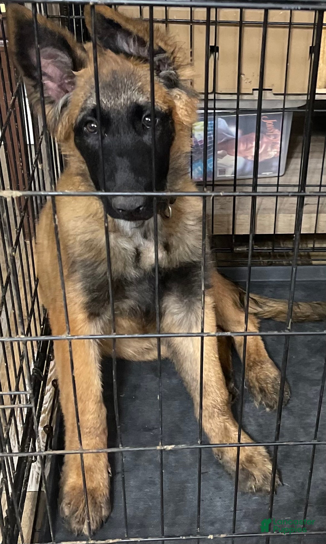 Belgian Malinois dogs for sale: Belgian Malinois Puppy 5 - Ad 1