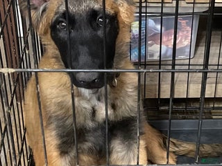 Belgian Malinois dogs Belgian Malinois Puppy 5 - Ad 36