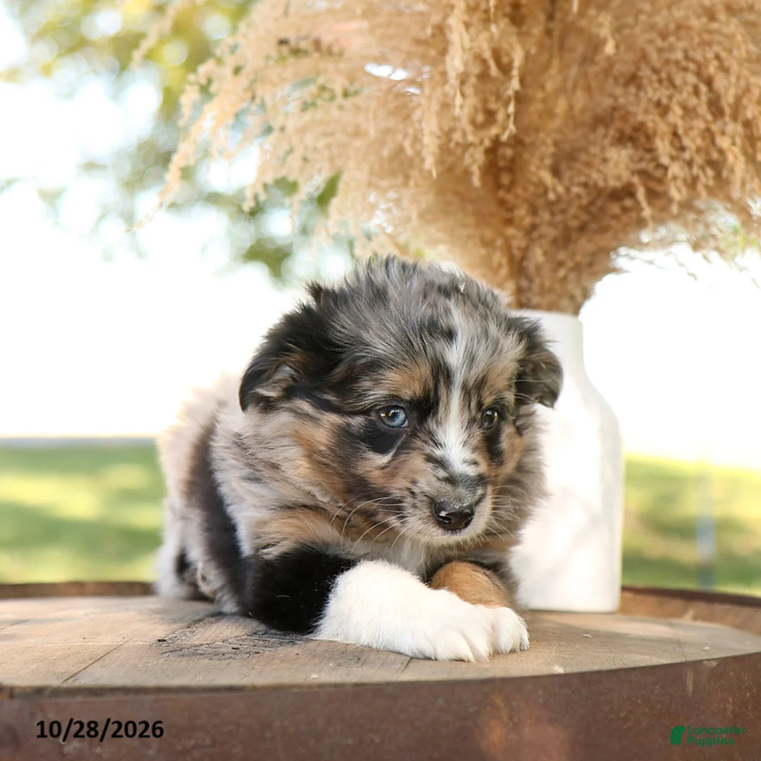 Miniature Australian Shepherd dogs for sale: Fito - Ad 3