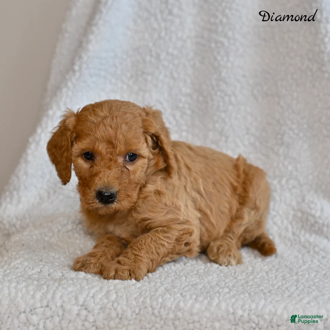 Goldendoodle dogs for sale: Diamond - Ad 5
