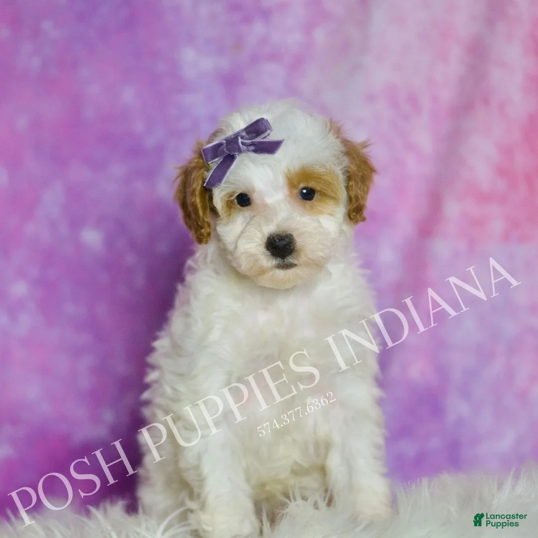 Standard Poodle dogs for sale: Sweetie - Ad 2