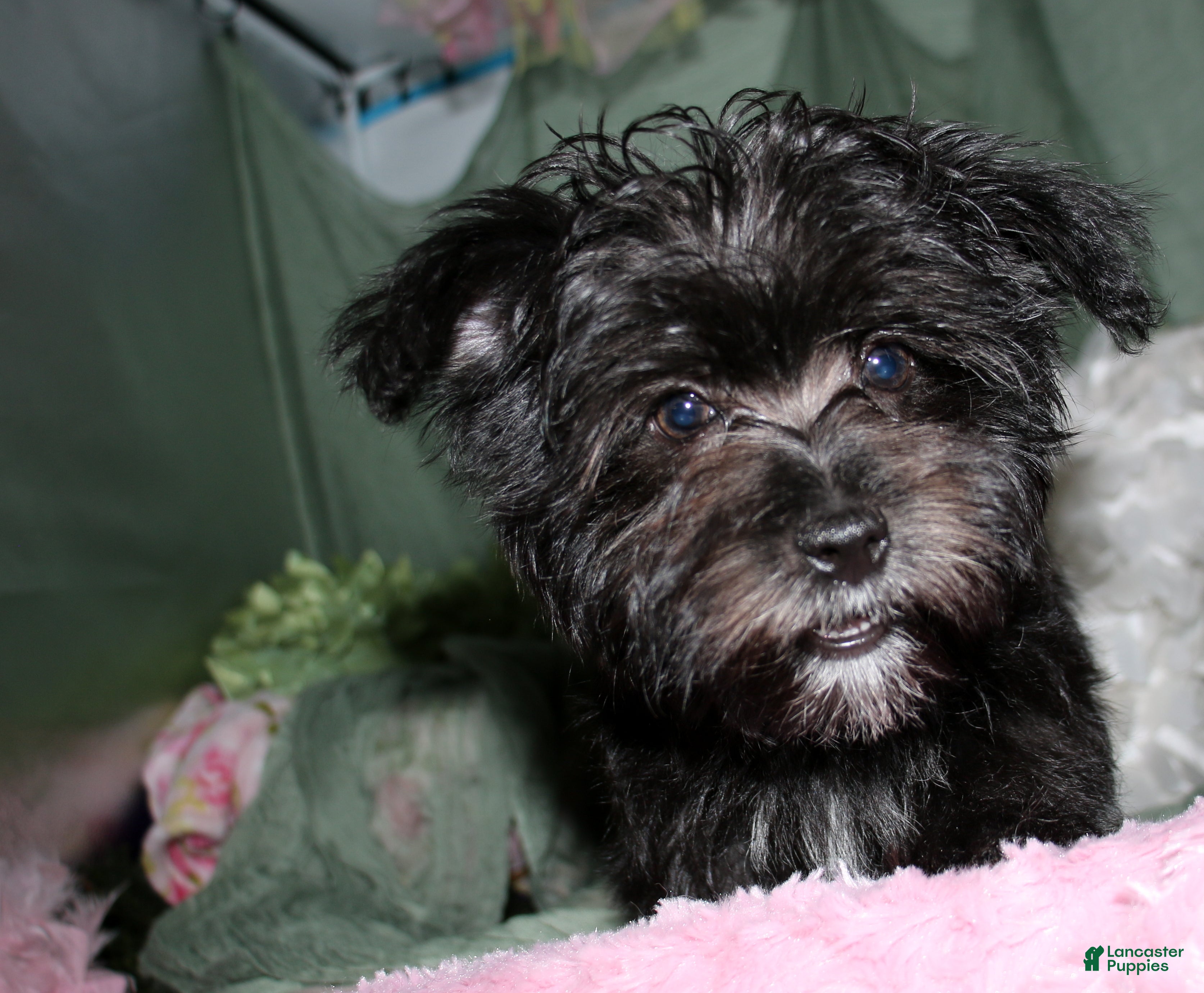 Morkie dogs Frank - Ad 1