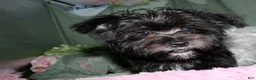 Morkie dogs for sale: Frank - Ad 5