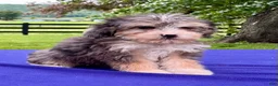 Bernedoodle dogs for sale: Nellie - Ad 4