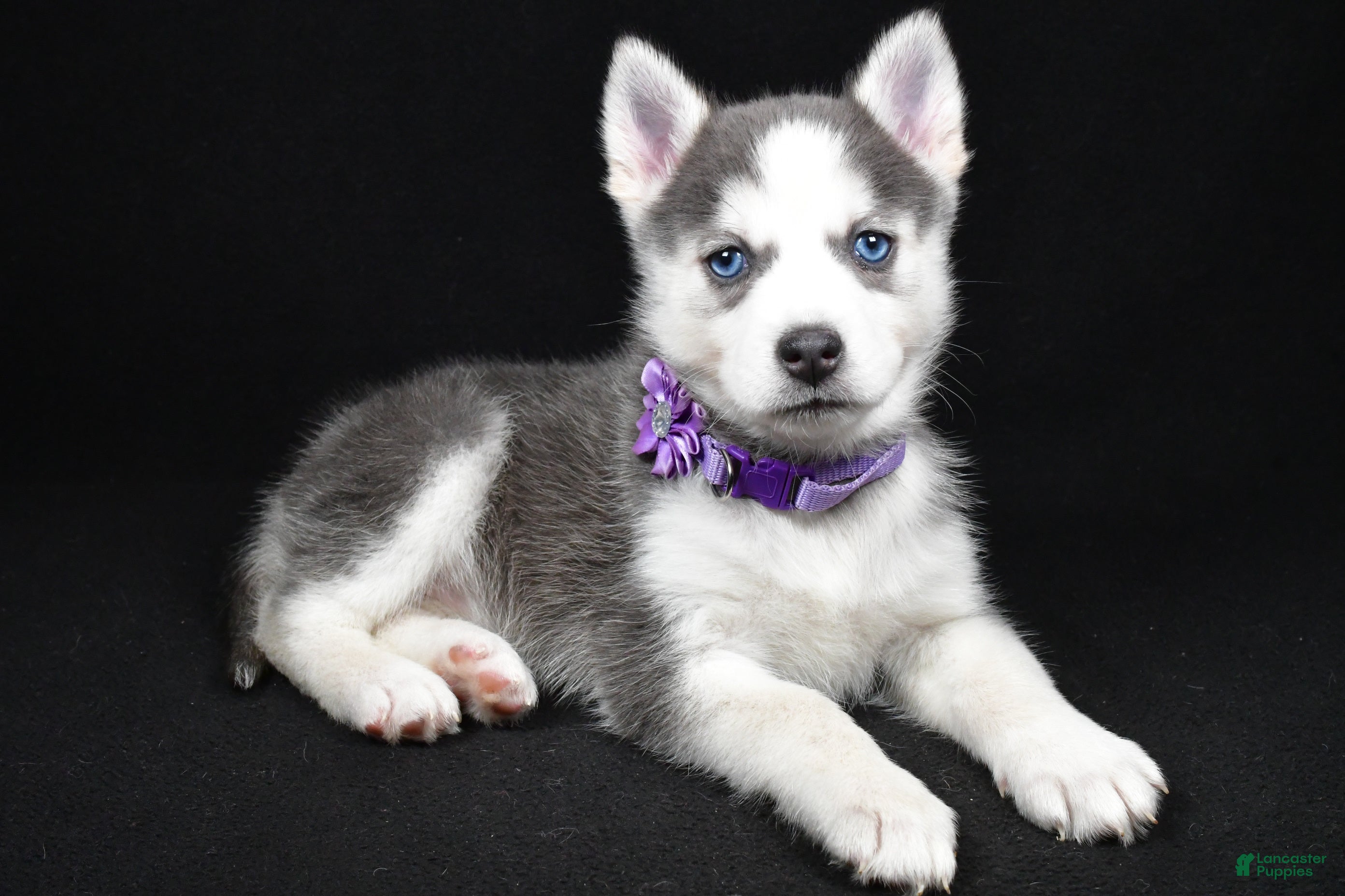Pomsky dogs Tori - Ad 1