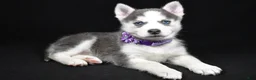 Pomsky dogs for sale: Tori - Ad 1