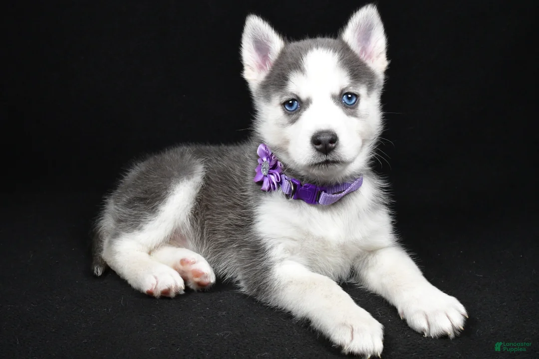 Pomsky dogs for sale: Tori - Ad 1