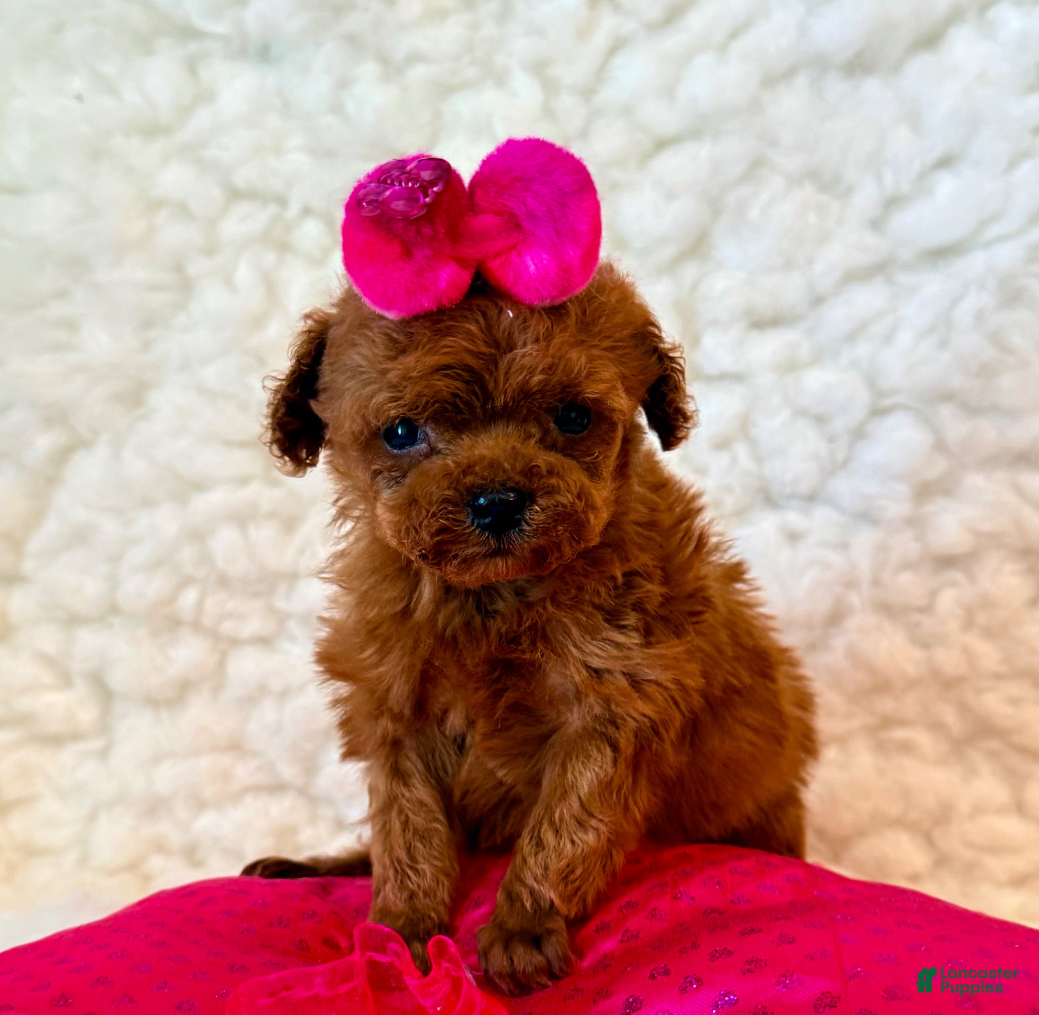 Toy Poodle dogs for sale: Baby girl teacup - Ad 1