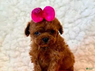 Toy Poodle dogs for sale: Baby girl teacup - Ad 2