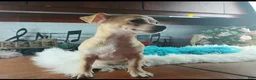 Chihuahua dogs for sale: Nationwide delivery. Popcorn yellow boy - Ad 3